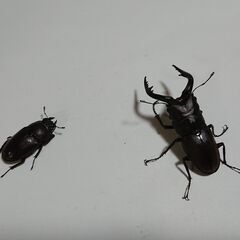 ノコギリクワガタ 　ペア①の画像