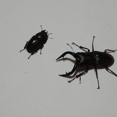 ノコギリクワガタ 　ペア①の画像