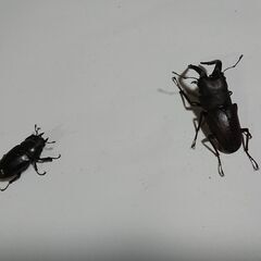 ノコギリクワガタ 　ペア②　