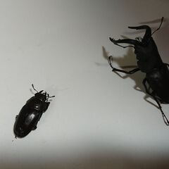 ノコギリクワガタ 　ペア②　の画像