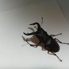 ノコギリクワガタ 　ペア②　の画像