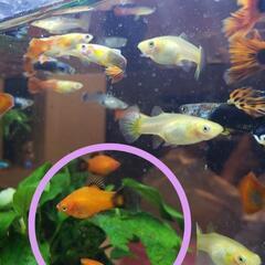 プラティ(熱帯魚)お譲りします☆