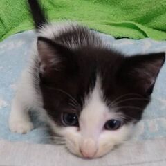 生後1カ月半の子猫2匹★男の子兄弟★白黒とキジシロまじりの白黒くん