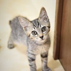 母猫と一緒に保護した、５兄妹のキジトラ女の子　飼い主不在を確認済み