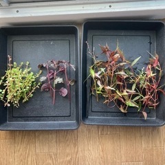 【水草】水上葉の有茎草たちの画像