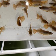 琥珀ヒカリメダカの若魚50匹の画像