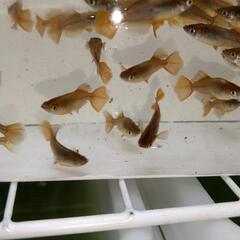 琥珀ヒカリメダカの若魚50匹の画像
