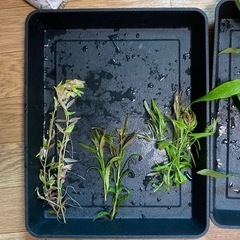 【水草】水上葉の有茎草達　パート2の画像