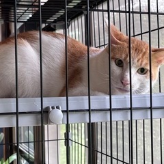 猫ちゃん　大三島　男の子を保護しました