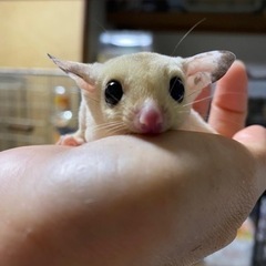 フクロモモンガ　プラチナモザイク　男の子