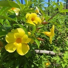 ランチ会しますよ☺️🎶 - 友達