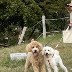 ミディアムプードル(アプリコット、ホワイト) - 犬
