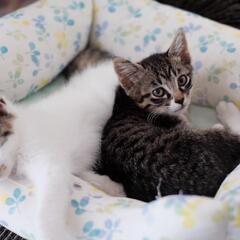 猫に甘えん坊なマコちゃん