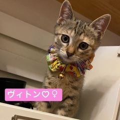 ゴロゴロ甘えた麦わら女子