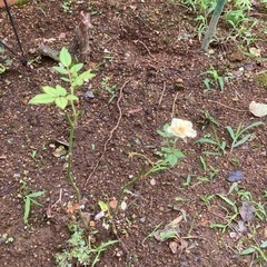 ミニ薔薇