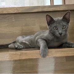 ロシアンブルー風な男の子💓