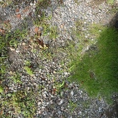 庭の砂利と土を無料で差し上げます。の画像