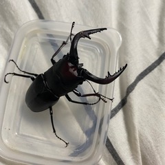 クワガタ採取できる友達 − 京都府