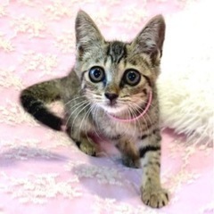 大きな瞳がとてもかわいい♪抱っこ大好きな甘えん坊ちゃん