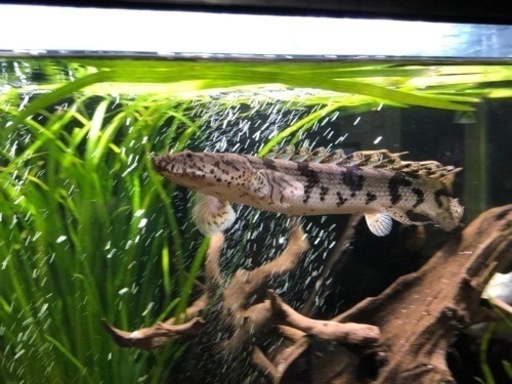 ポリプテルス3種セット