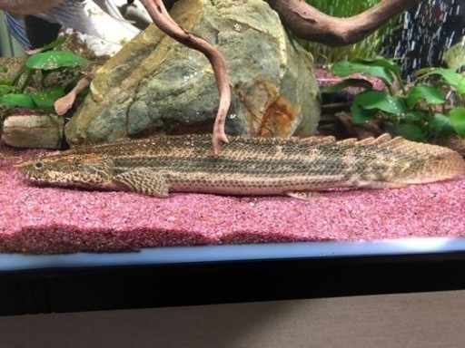 ポリプテルス3種セット