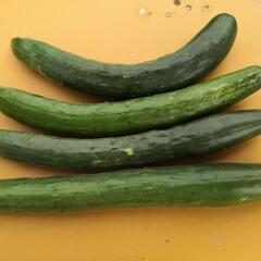 予約受け付け中    数量限定   野菜色々 