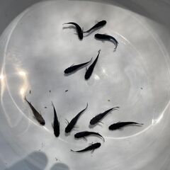 【商談成立】メダカ　ブラックダイヤ　選別漏れ　１２匹の画像