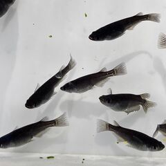 【商談成立】メダカ　ブラックダイヤ　選別漏れ　１２匹の画像