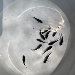 【商談成立】メダカ　ブラックダイヤ　選別漏れ　１２匹の画像