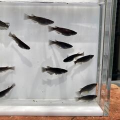 【商談成立】メダカ　ブラックダイヤ　選別漏れ　１２匹の画像
