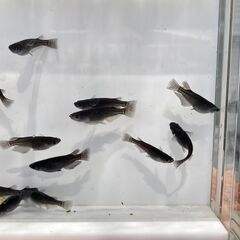 【商談成立】メダカ　ブラックダイヤ　選別漏れ　１２匹の画像