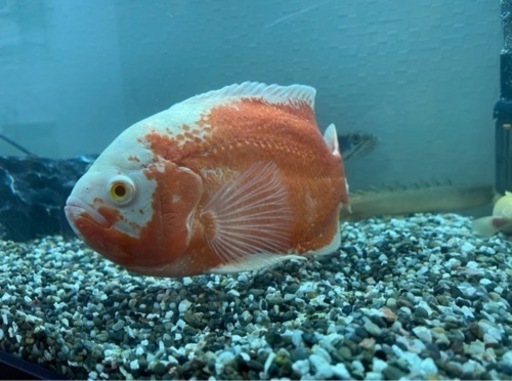 本日来てくれる方限定で5000円にします、90センチ水槽　ライト　オスカー　ポリプテルスセネガルス　チャンナムプルクラ  全セット