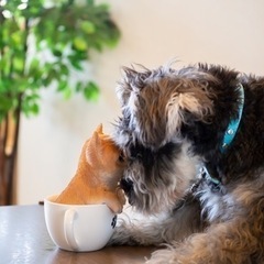 犬友募集してます☆