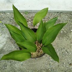 🌿葉蘭（バラン）🌿