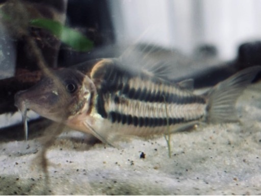 【かずさん購入予定】コリドラス ビファシアータス ワイルド個体 2匹 美ライン