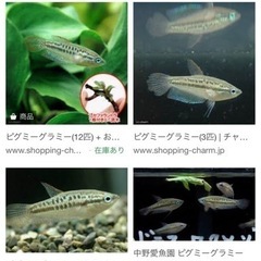 ピグミーグラミー３匹　お譲り致しますの画像