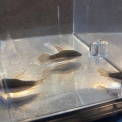 ピグミーグラミー３匹　お譲り致しますの画像