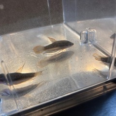 ピグミーグラミー３匹　お譲り致します