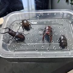 ノコギリクワガタ・ミニミニカブトムシ