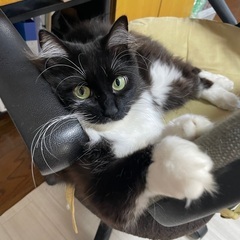 生後三年ほどの成猫です。