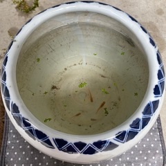 火鉢、メダカ鉢　の画像