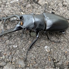 ギラファノコギリクワガタ　ペア