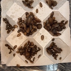 デュビア、イエコ、フタコ爬虫類などの餌