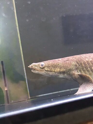 ポリプテルスセネガルス　トゥルカナ産2匹
