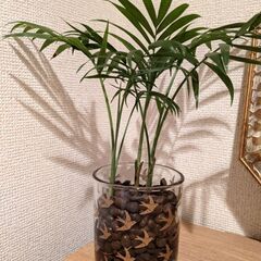 可愛い！テーブルヤシ、観葉植物