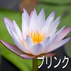 熱帯スイレン・ブリンクのポット苗の画像