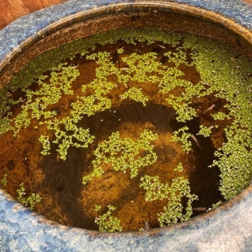 大きくて古い火鉢