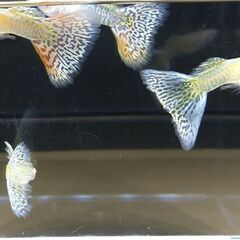 受付中★国産 RREAグッピー★  若魚  激安ランダム1ペア～