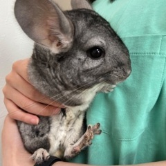 チンチラ♀1歳半