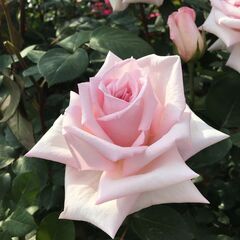 🌻日払いＯＫ!!　超カンタン軽作業　7/27まで！「東武練馬駅」...